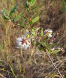 Salix myrtilloides