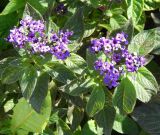 Heliotropium arborescens. Цветущие растения. Москва, парк \"Коломенское\", \" Аптекарский огород\", в культуре. Август 2019 г.