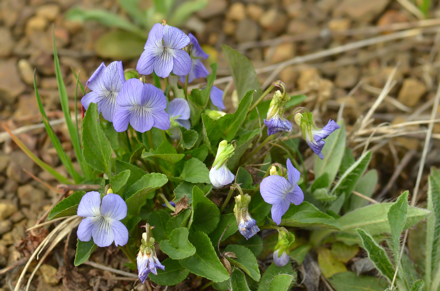 Image of Viola sieheana specimen.