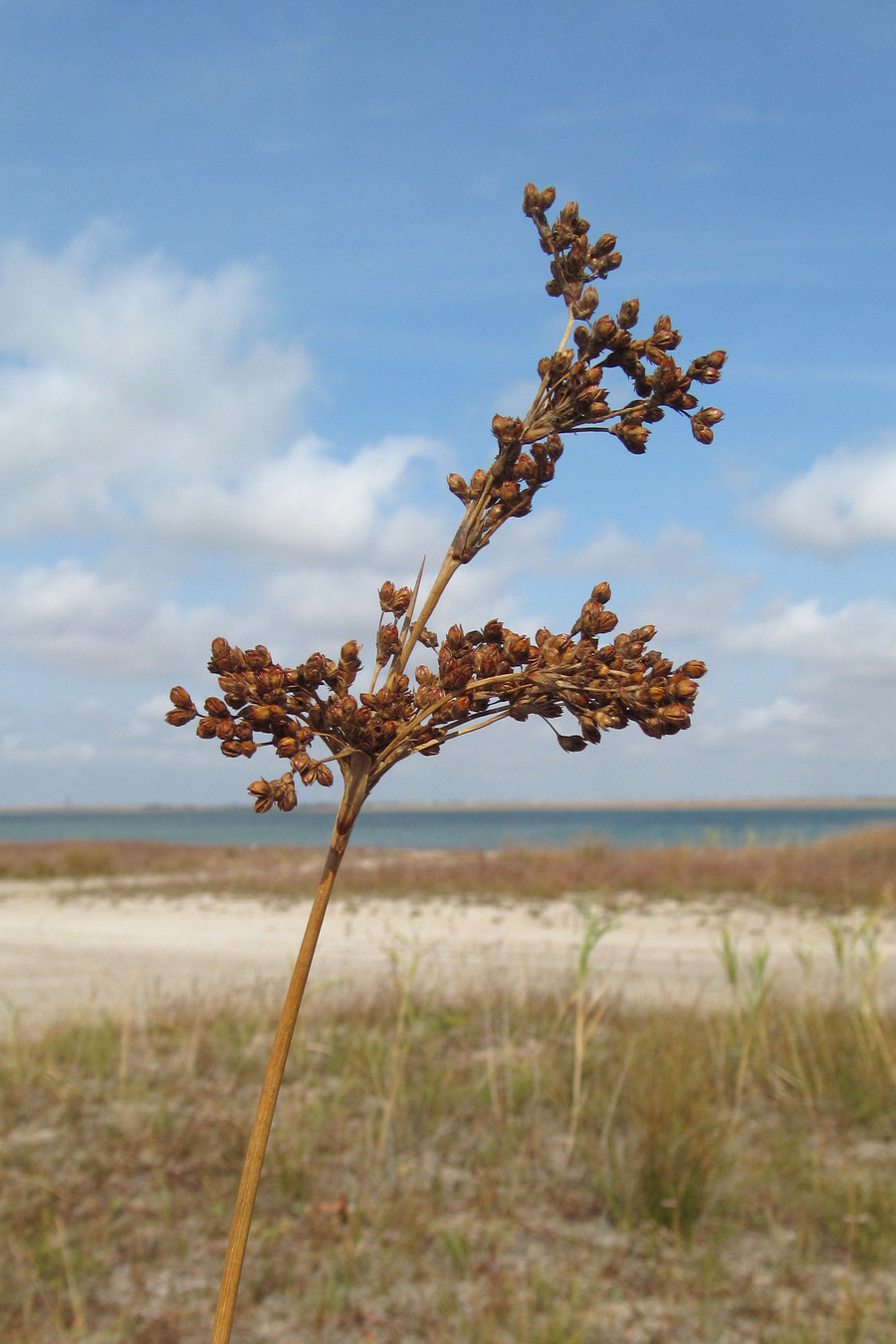 Изображение особи Juncus tyraicus.