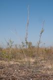 genus Syrenia
