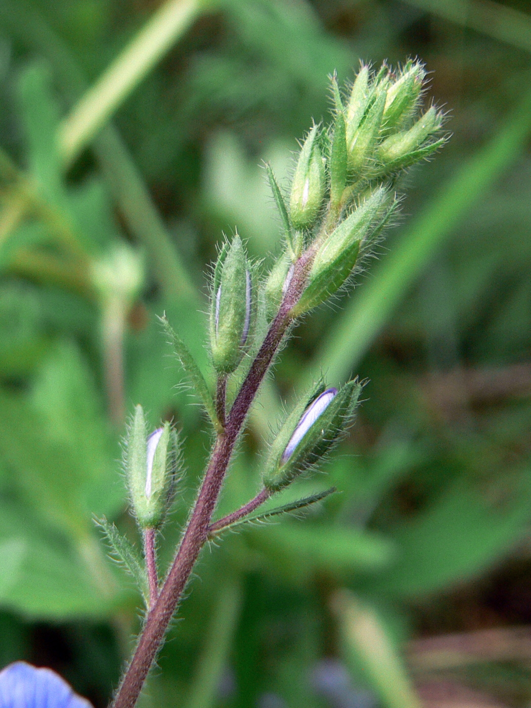 Image of Veronica chamaedrys specimen.