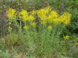 Solidago gigantea. Цветущие растения. Иркутск, заброшенная территория рядом с Ботаническим садом, одичавшие из культуры. 01.09.2019.