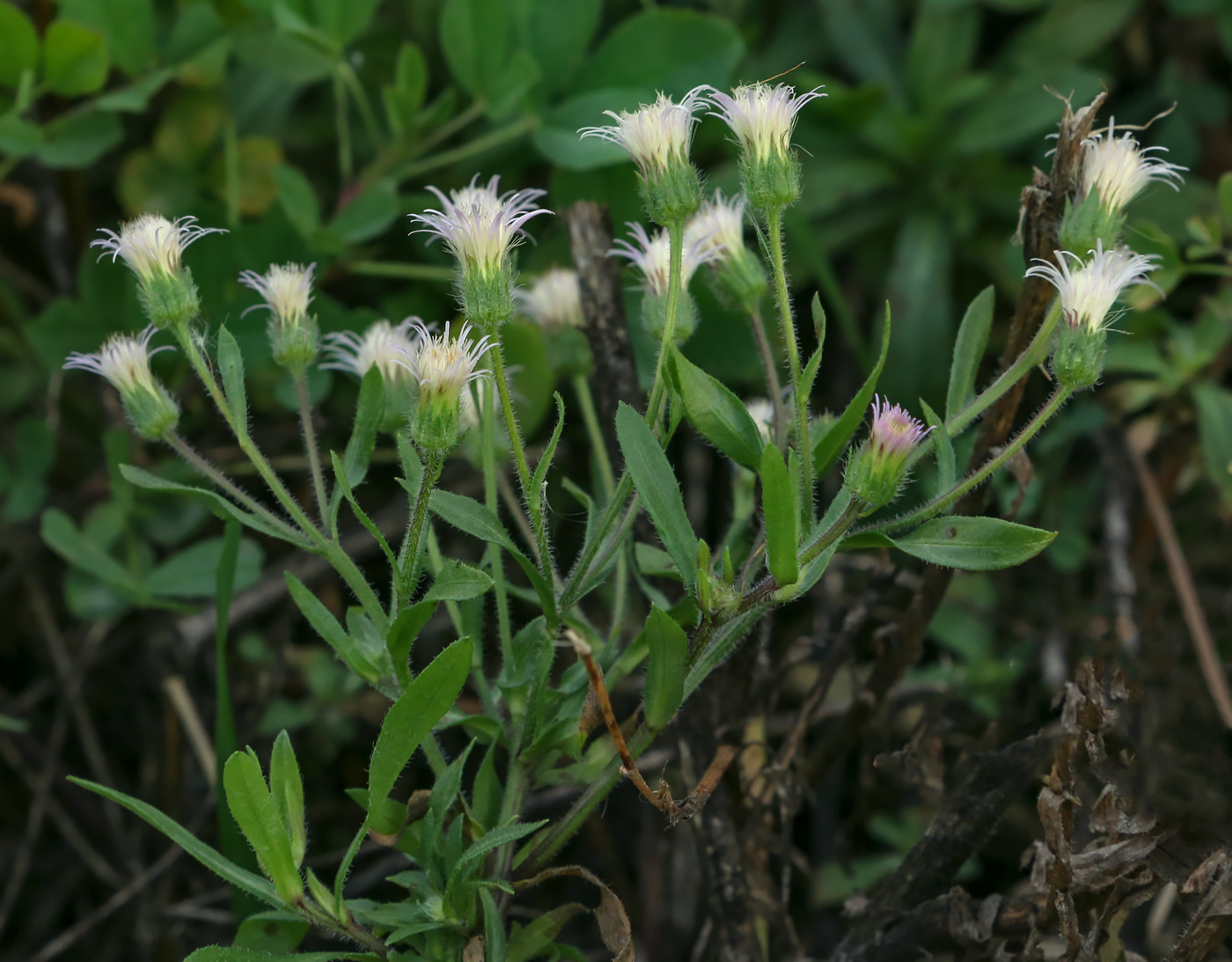 Изображение особи род Erigeron.