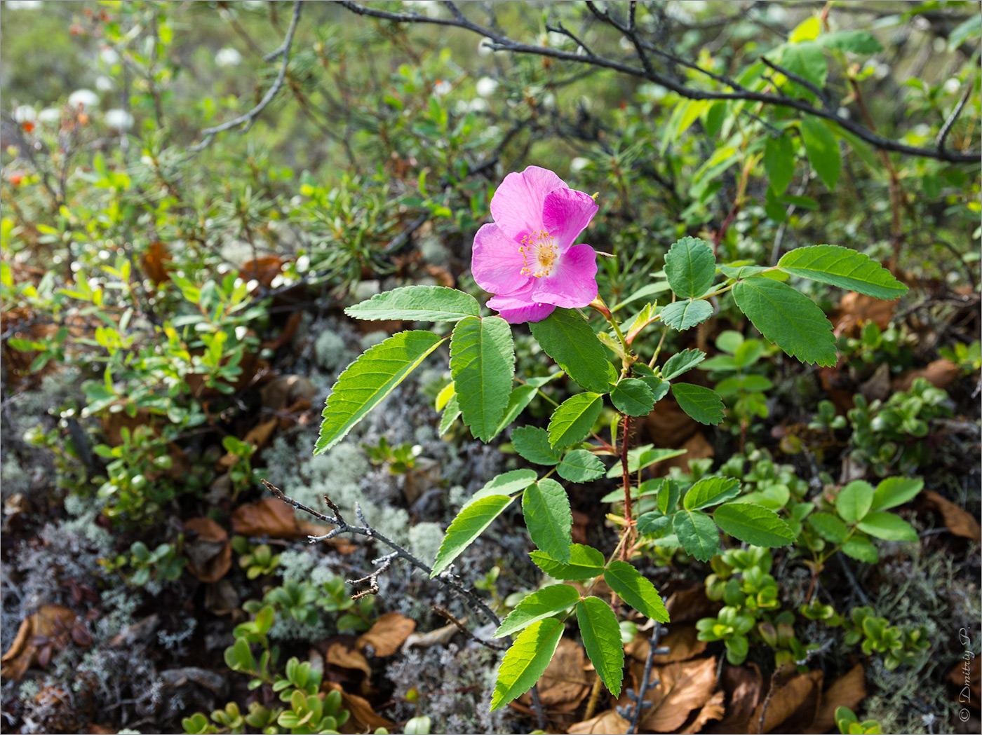 Изображение особи Rosa acicularis.