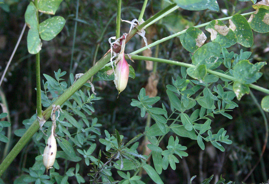 Изображение особи Astragalus tschimganicus.