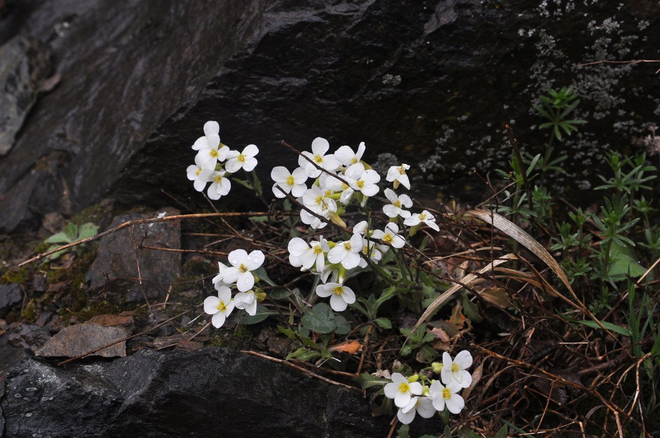 Image of Arabis caucasica specimen.