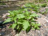 Urtica dioica. Вегетирующее растение. Краснодарский край, м/о г. Новороссийск, ущ. Щель Мардакова, берег безымянной реки, каменистый пляж. 17.04.2016.