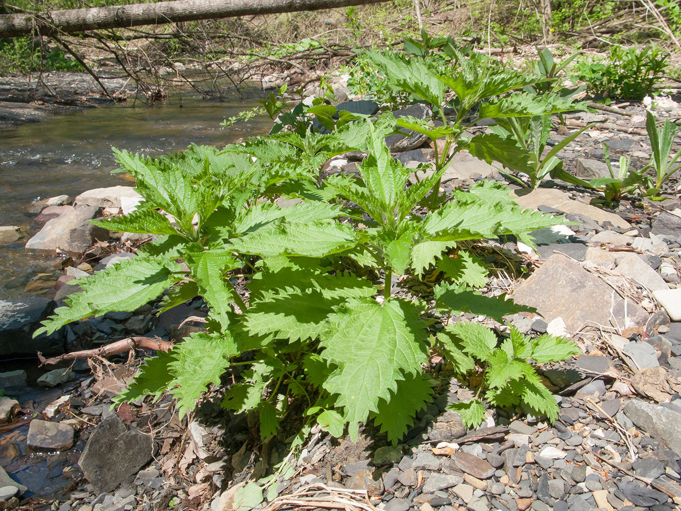 Изображение особи Urtica dioica.