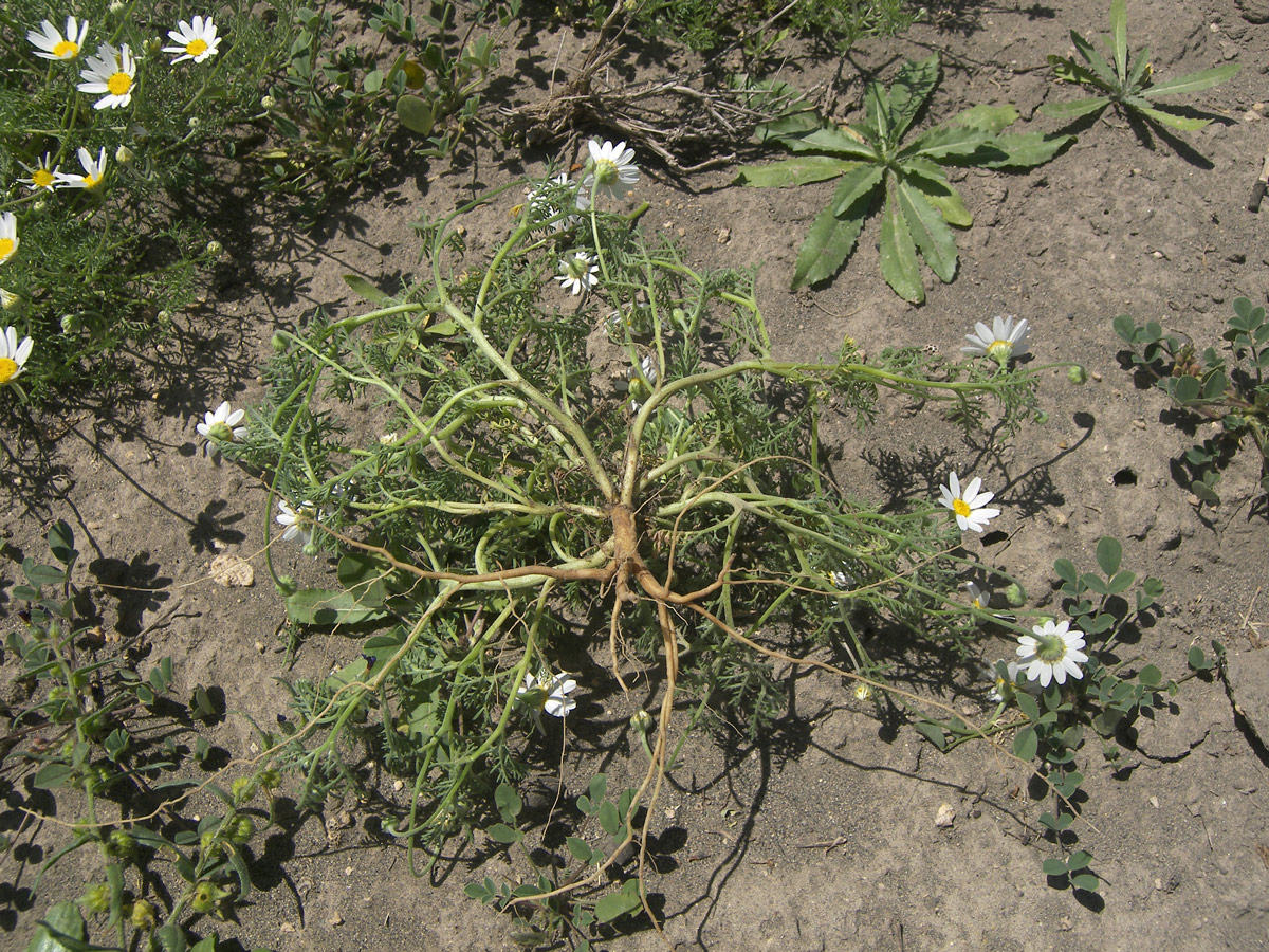 Изображение особи Anthemis haussknechtii.