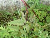 Angelica sachalinensis