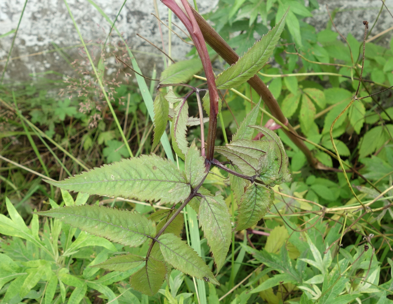 Image of Angelica sachalinensis specimen.