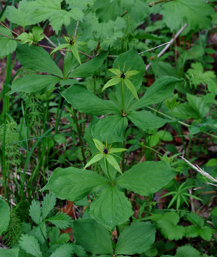 Image of Paris obovata specimen.