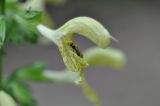 Salvia glutinosa. Цветок с кормящимся двукрылым насекомым. Республика Адыгея, Майкопский р-н, окр. пос. Каменномостский (Хаджох), ущелье руч. Аминовка. 29.07.2016.