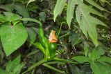 Syngonium podophyllum. Верхушка побега с соцветиями. Израиль, Шарон, г. Тель-Авив, ботанический сад тропических растений. 21.06.2016.