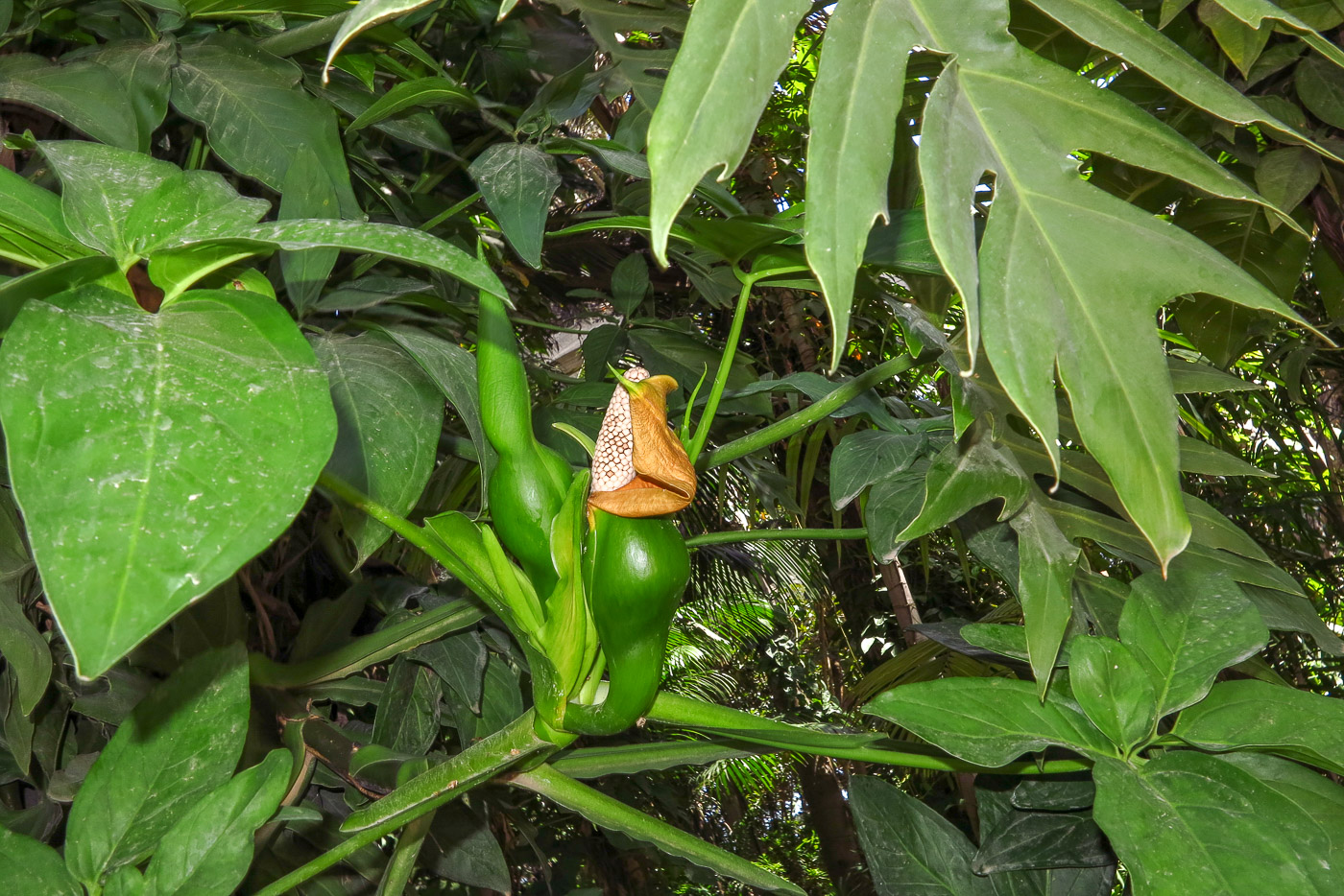 Изображение особи Syngonium podophyllum.