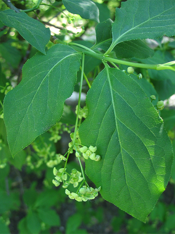 Изображение особи Euonymus maximowiczianus.