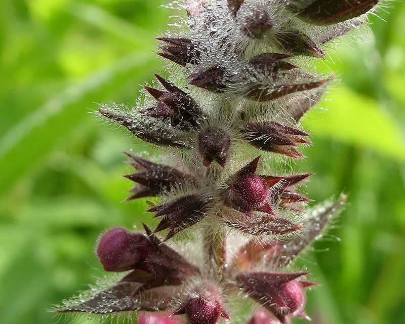 Изображение особи Stachys palustris.