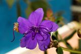 Tibouchina urvilleana
