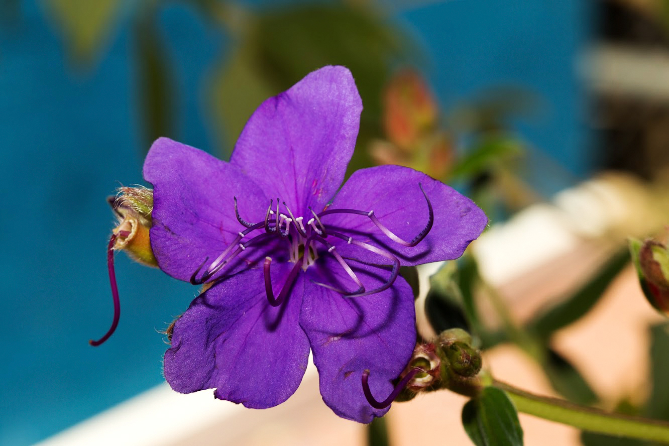 Изображение особи Tibouchina urvilleana.