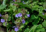 Glechoma hederacea. Верхушка побега с соцветием. Новгородская обл., Старая Русса, курортный парк. 11.05.2019.