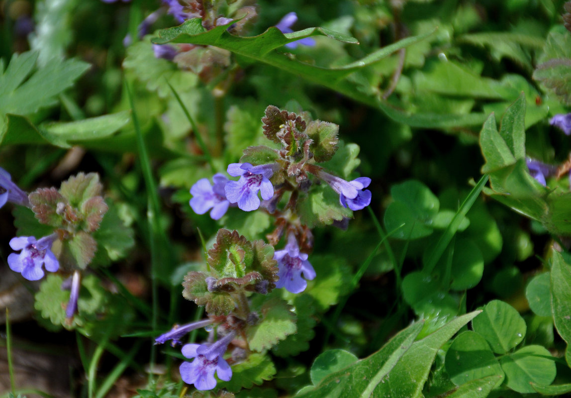 Изображение особи Glechoma hederacea.
