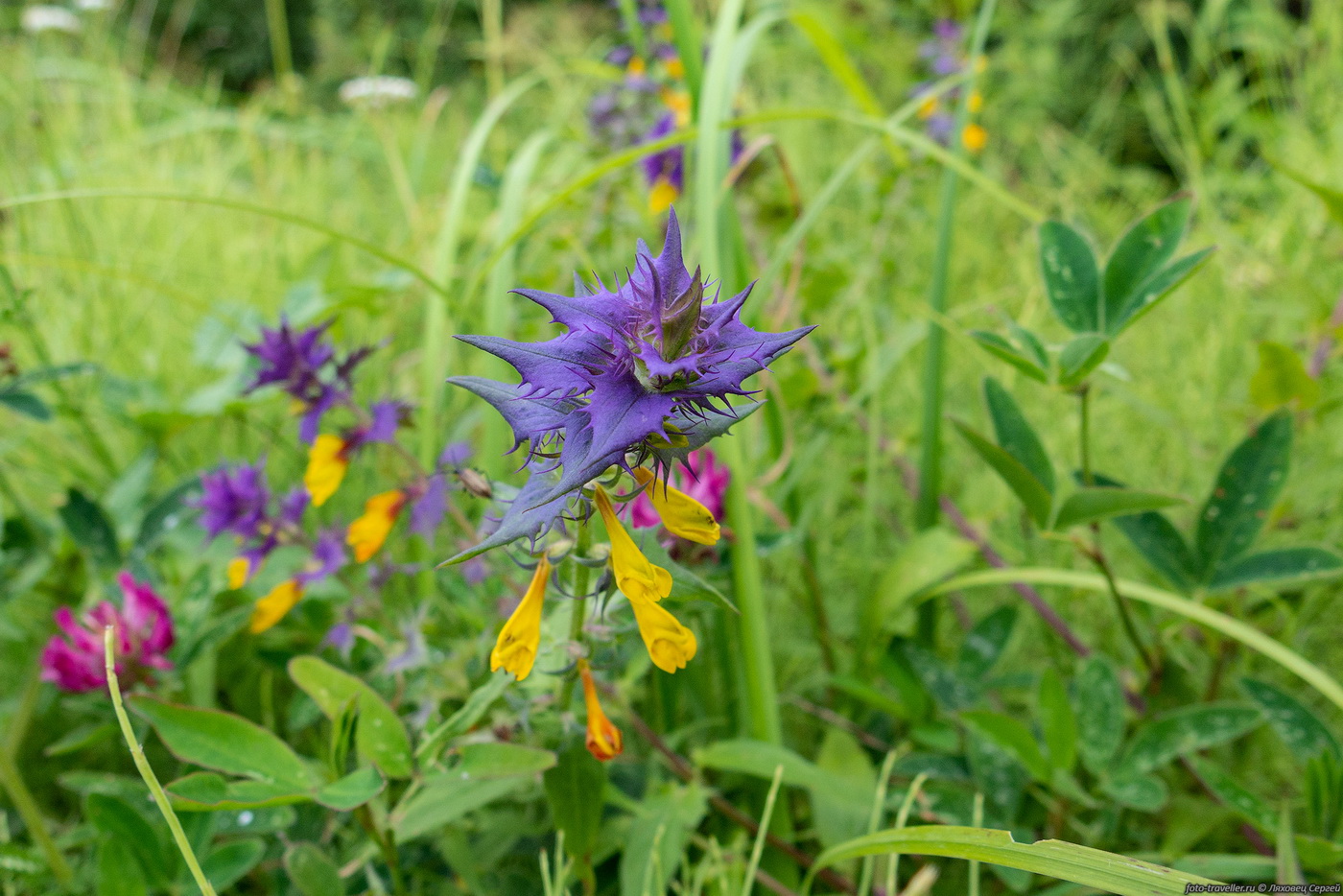 Изображение особи Melampyrum nemorosum.