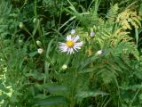 Boltonia lautureana