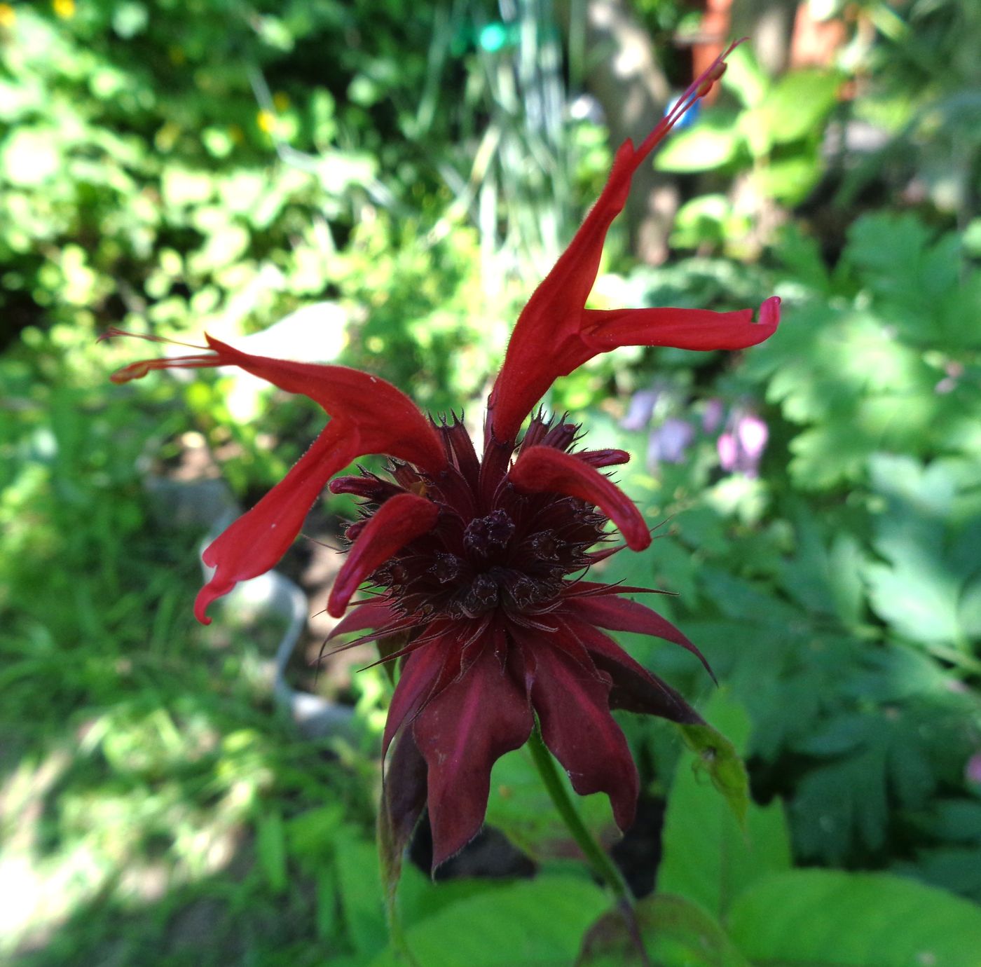 Изображение особи Monarda didyma.