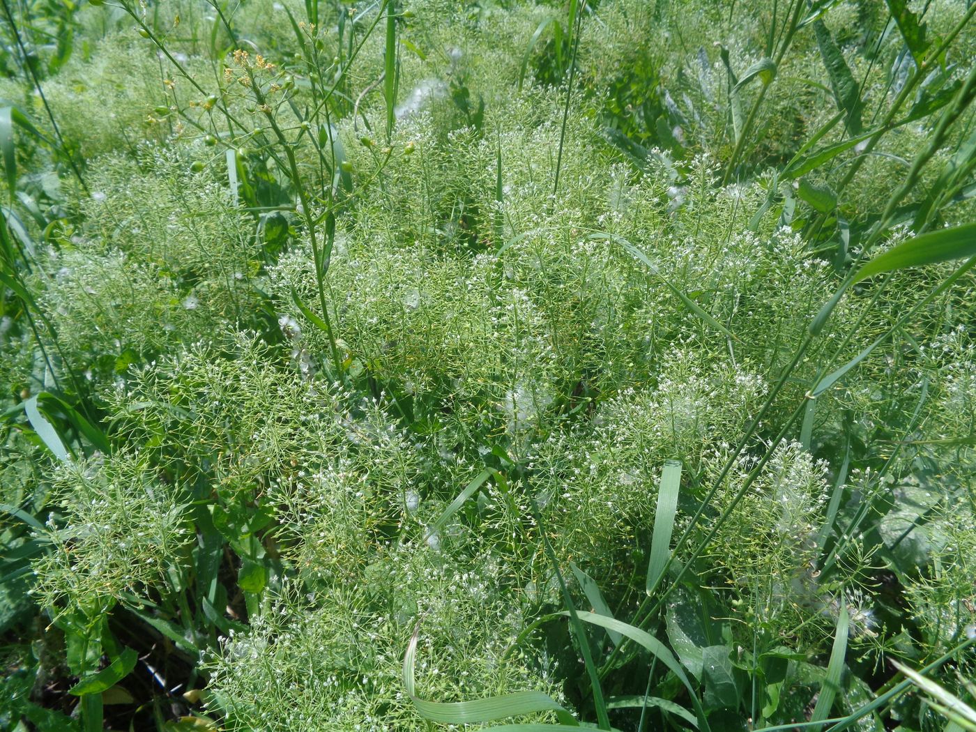 Image of Cardaria draba specimen.