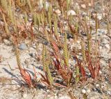 Plantago weldenii