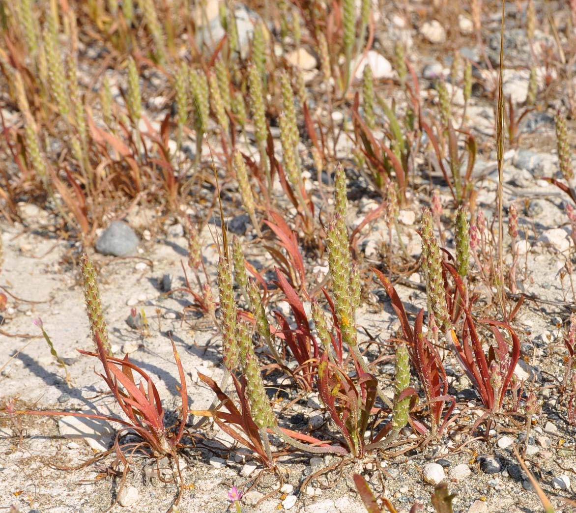 Изображение особи Plantago weldenii.