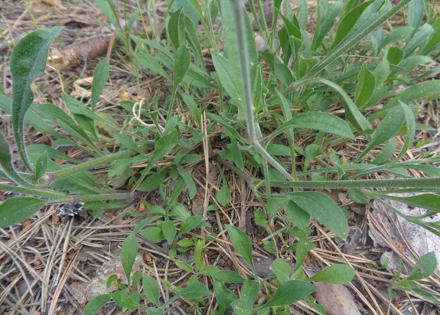 Image of Silene nutans specimen.