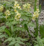 Corydalis bracteata