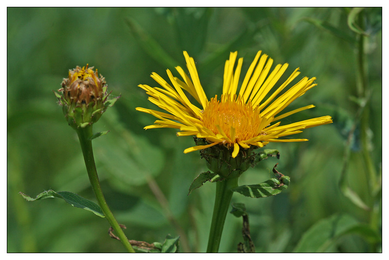 Image of Inula salicina specimen.