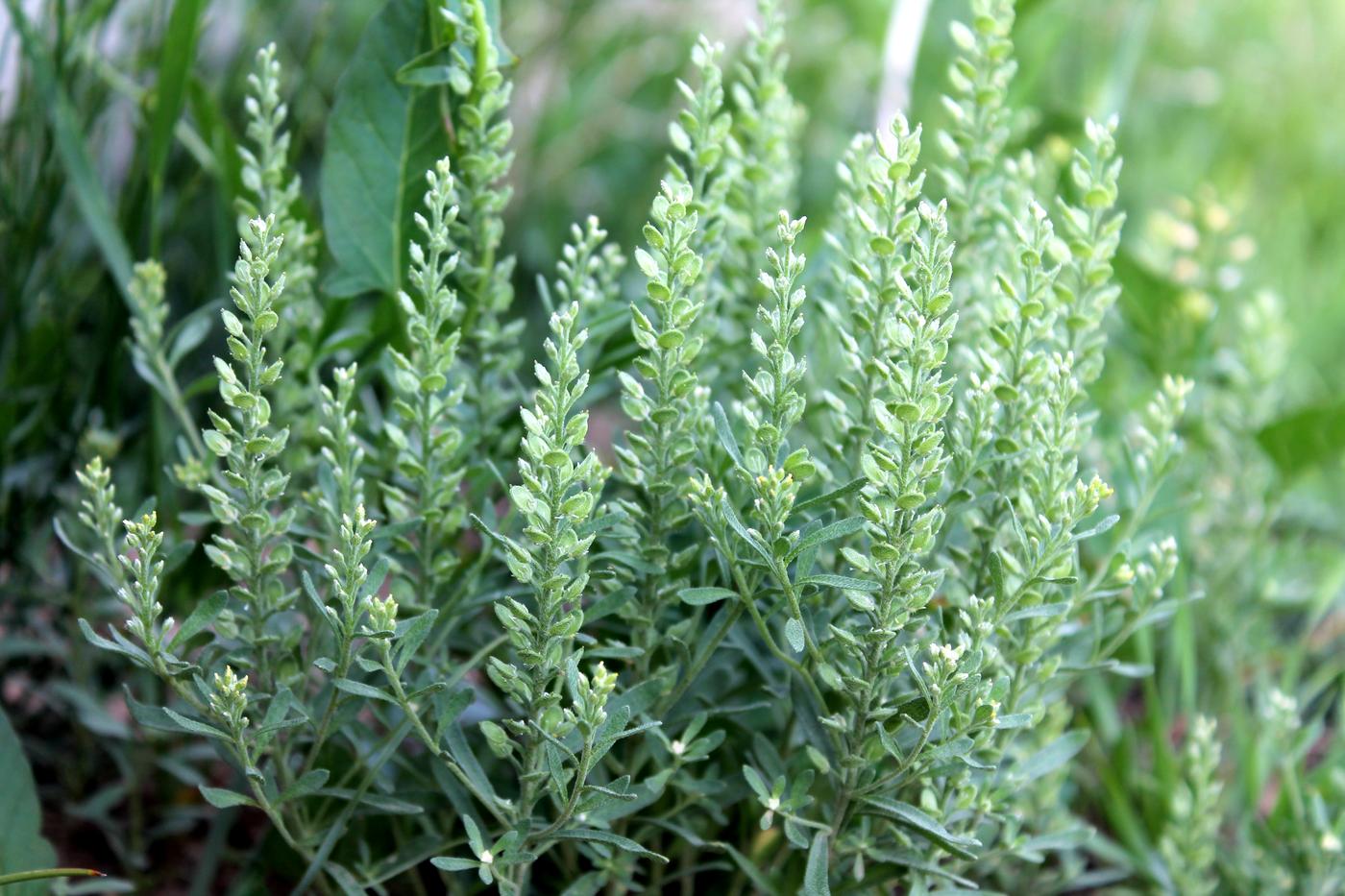 Image of Alyssum simplex specimen.