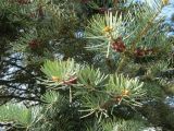 Abies concolor. Верхушки ветвей. Беларусь, г. Минск, парк Грековой, декоративное озеленение. 03.05.2020.