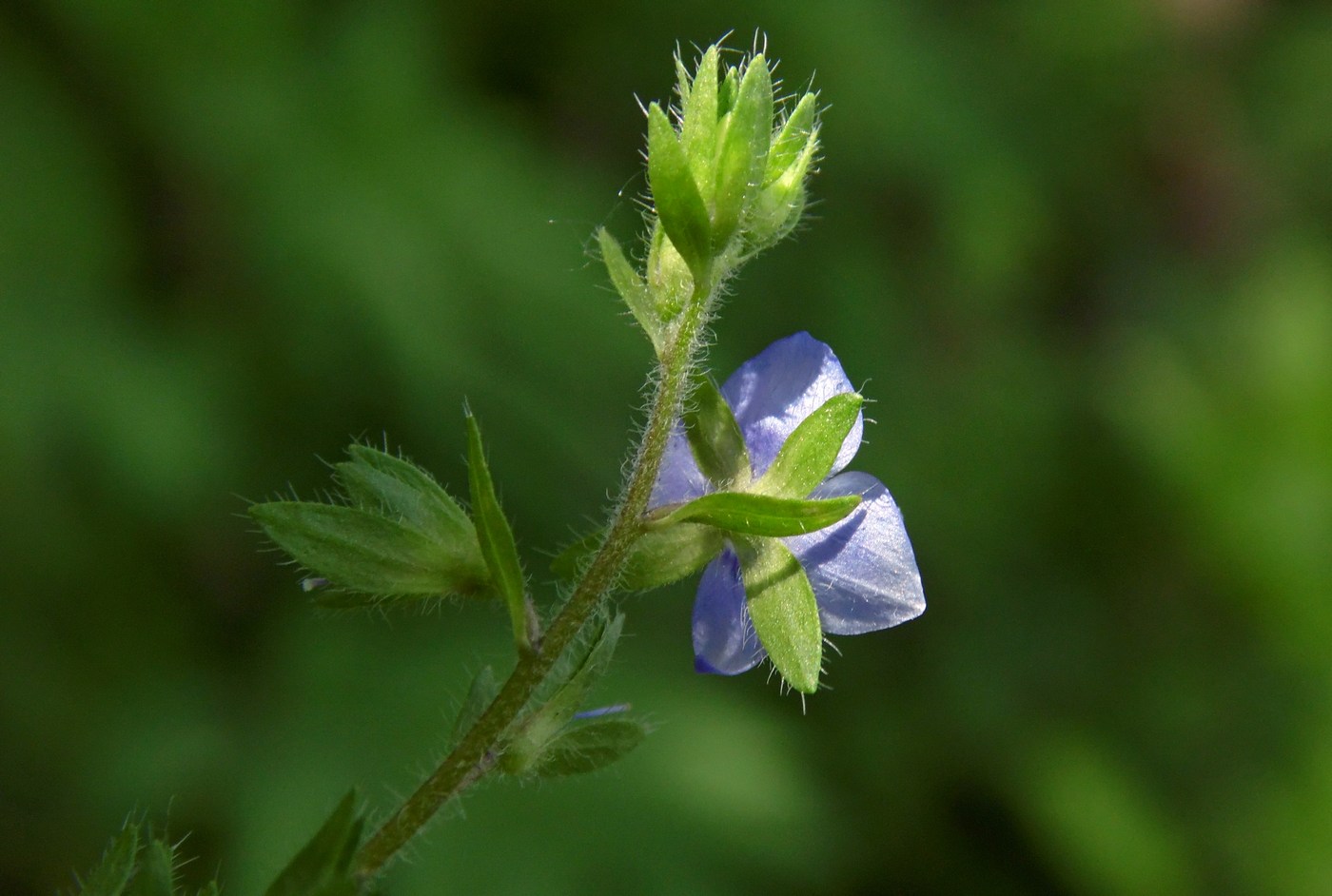 Image of Veronica magna specimen.