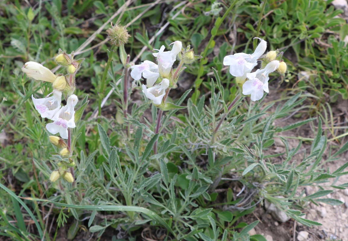 Image of Salvia pachystachya specimen.