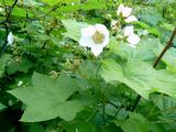 Rubus parviflorus