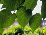 Tilia platyphyllos. Листья (абаксиальная поверхность). Пермский край, г. Пермь, Ленинский р-н, городская эспланада, сквер, в озеленении. 06.07.2020.