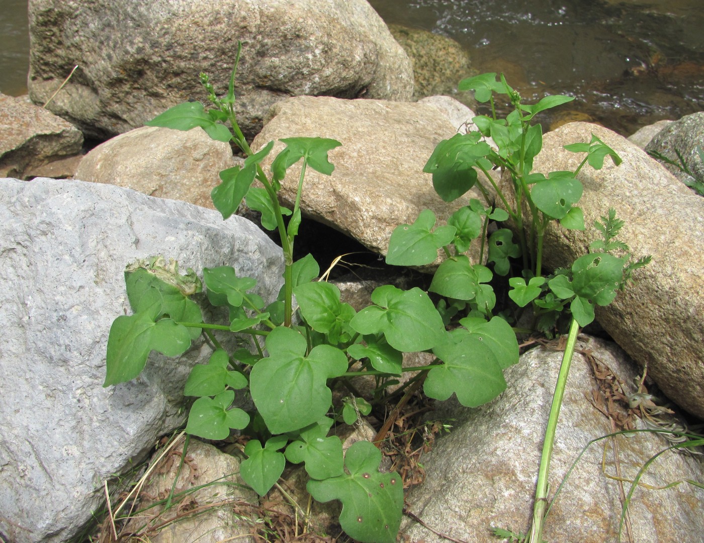 Image of Rumex hastifolius specimen.