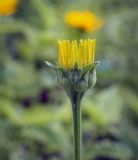 Heliopsis helianthoides. Развивающиеся соцветие-корзинка. Пермский край, г. Пермь, Ленинский р-н, эспланада, клумба. 24.07.2020.