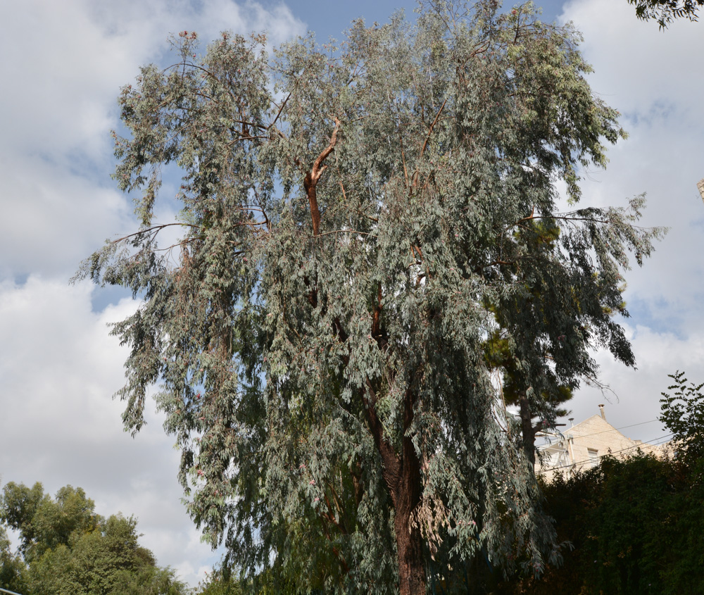 Изображение особи Eucalyptus sideroxylon.