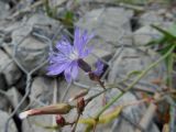 Lactuca tatarica. Соцветие и бутоны. Татарстан, Зеленодольский р-н, Свияжск, каменистая часть берега р. Свияга. 29.08.2020.