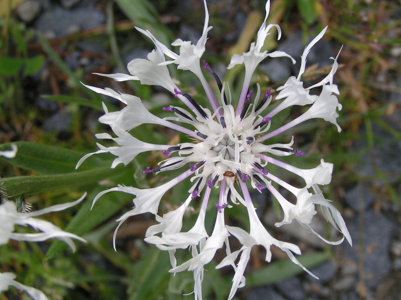 Image of Centaurea orbelica specimen.
