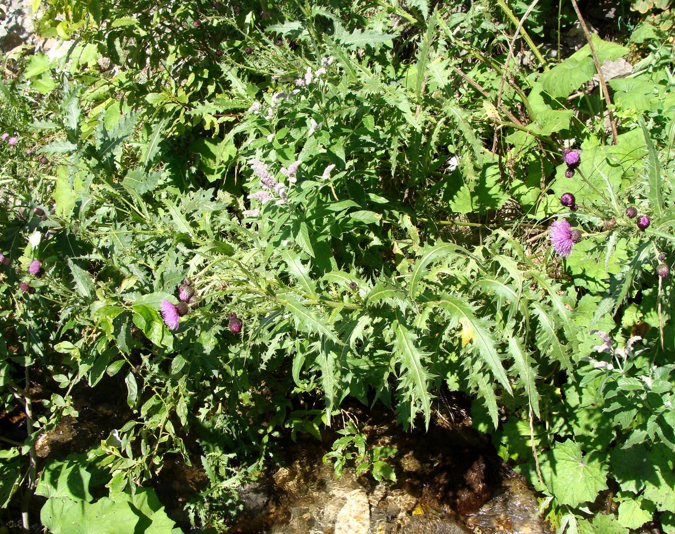 Изображение особи род Cirsium.