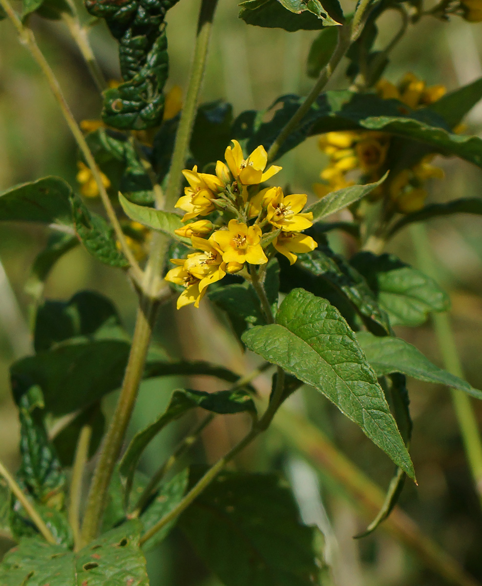 Изображение особи Lysimachia vulgaris.