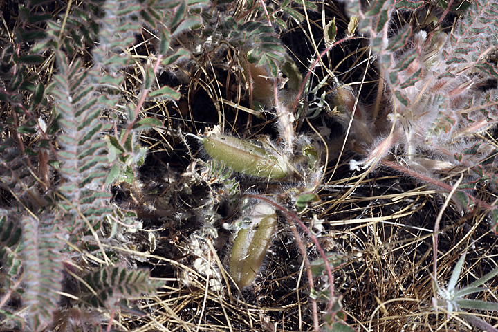 Image of Astragalus longipetalus specimen.