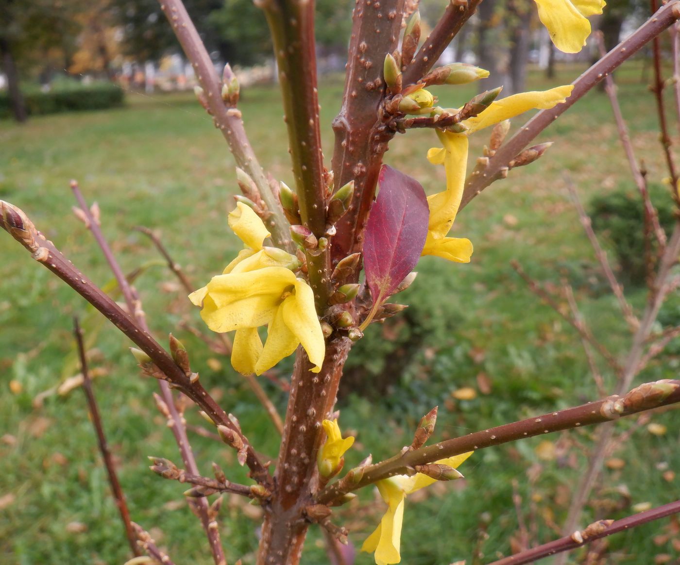 Изображение особи Forsythia &times; intermedia.